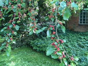 Mulberry Branch